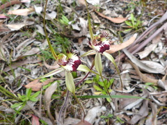 Caladenia tentaculata × venusta