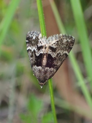 Dichromodes ainaria