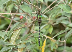 Macromia pacifica × taeniolata