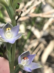 Thelymitra brevifolia