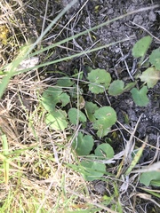 Centella cordifolia