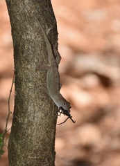 Anolis jubar oriens