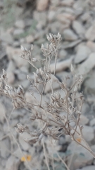 Solidagininae