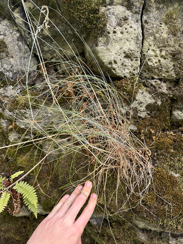 Roemer's Fescue (Festuca roemeri)