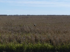 Coturnicops noveboracensis