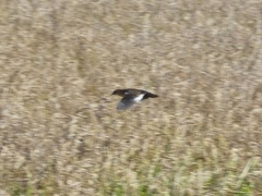 Coturnicops noveboracensis