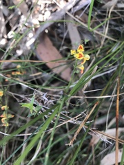 Sphaerolobium vimineum