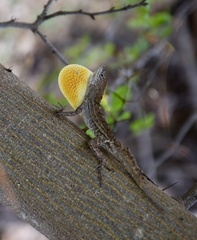 Anolis jubar oriens