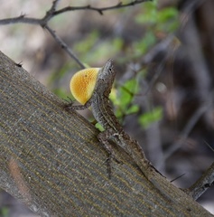 Anolis jubar oriens