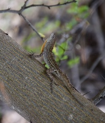 Anolis jubar oriens