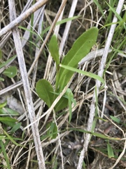 Lobelia anceps