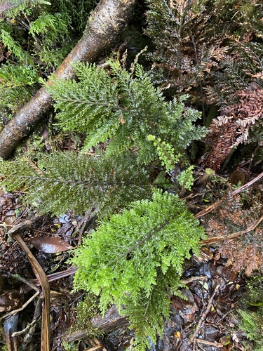 Callistopteris baldwinii observed 2025-07-14