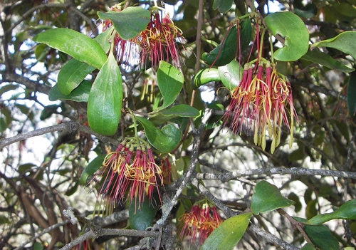 Amyema congener (Amyema congener)