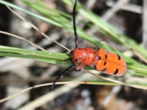 Tetraopes subfasciatus