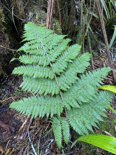 Dryopteris rubiginosa observed 2025-07-14