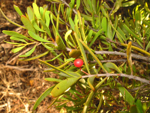 Paperbark Mistletoe (Amyema gaudichaudii)
