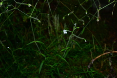 Cerastium subpilosum