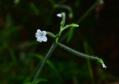 Cerastium subpilosum