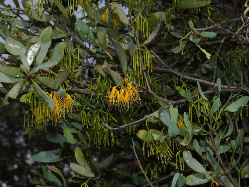 Leopardwood Mistletoe (Amyema lucasii)