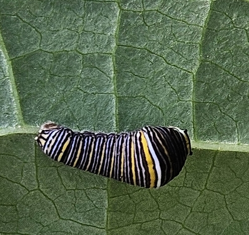Zebra swallowtail