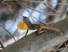 Anolis jubar oriens