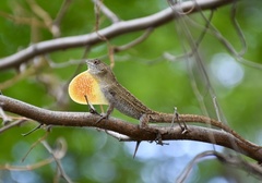 Anolis jubar oriens
