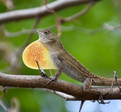 Anolis jubar oriens