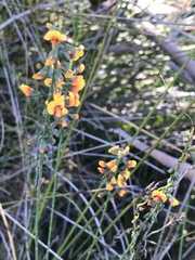 Sphaerolobium vimineum