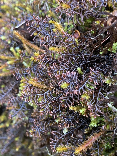 Frullania apiculata observed 2025-07-14