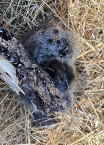 iNaturalist observation photo of California Vole