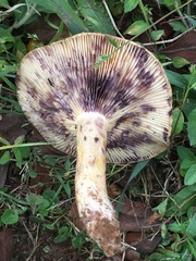 Lactarius montanus