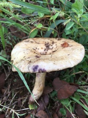 Lactarius montanus