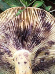 Lactarius montanus