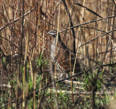 Margaroperdix madagarensis