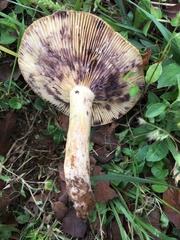 Lactarius montanus