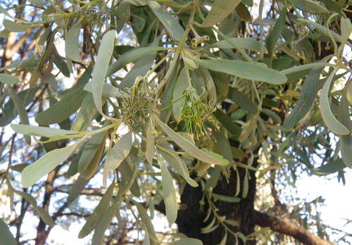 Amyema maidenii (Amyema maidenii)
