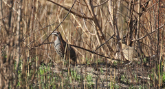 Margaroperdix madagarensis