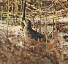 Margaroperdix madagarensis