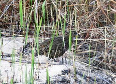 Margaroperdix madagarensis