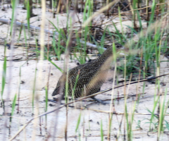 Margaroperdix madagarensis