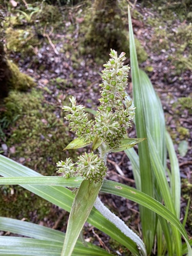 Astelia menziesiana observed 2025-07-13