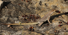 Oplurus quadrimaculatus