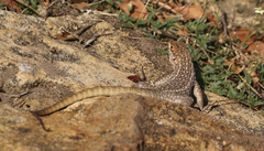 Oplurus quadrimaculatus