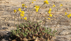Pachypodium horombense