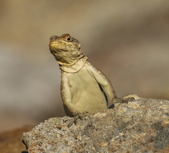 Oplurus quadrimaculatus