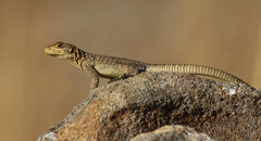 Oplurus quadrimaculatus