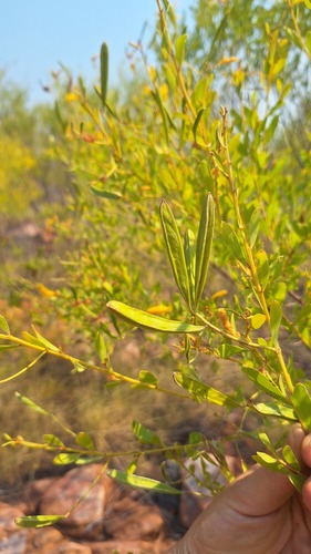 Acacia leptophleba