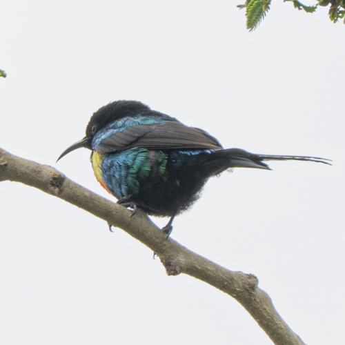 Beautiful Sunbird
