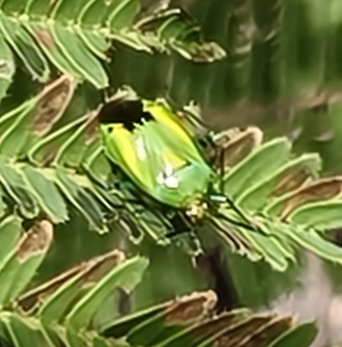 Poecilocapsus alacer
