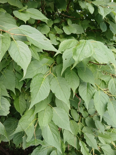 Manchurian Apricot (Prunus mandshurica)